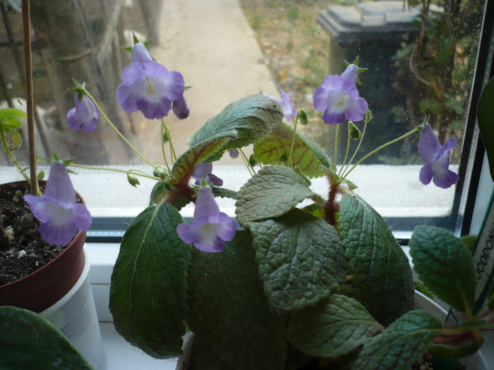 eucodonia Cascade - zzz-ALTE GESNERIACEAE-iesite din colectie