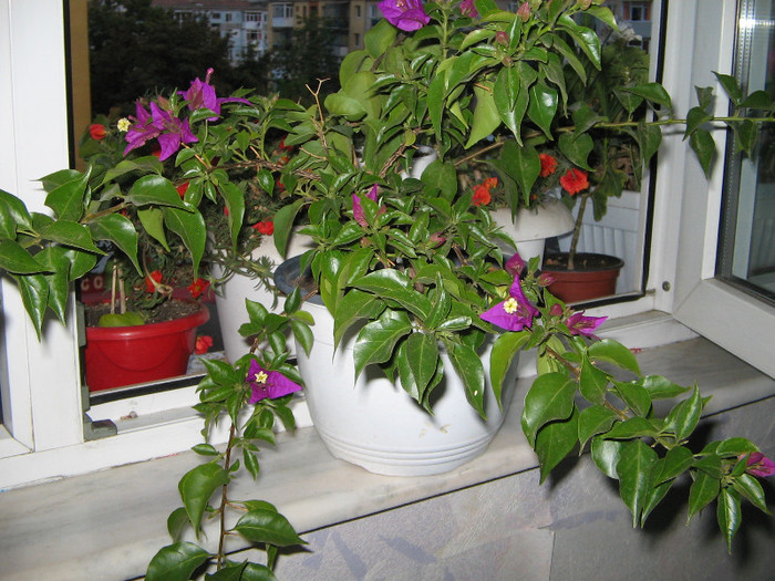 IMG_6809 - bougainvillea 2012