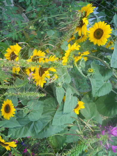 DSCN3389 - A21TOAMNA 2012