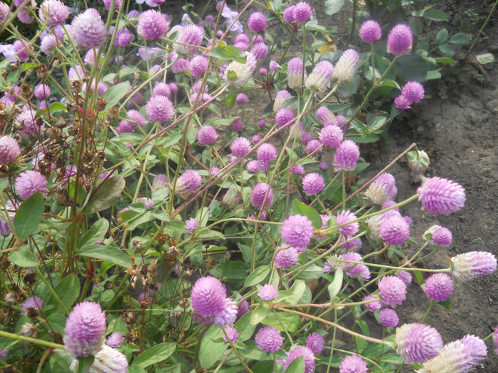 DSCN3391 - A21TOAMNA 2012