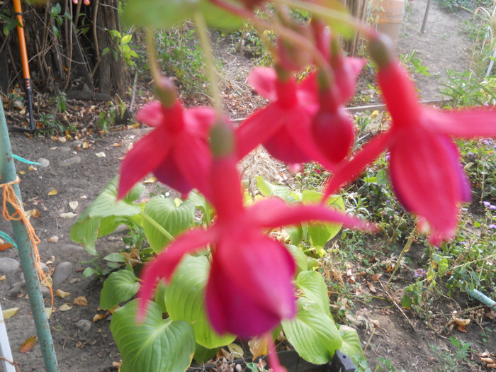 DSCN3420
