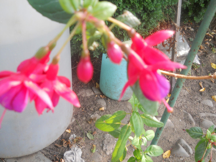 DSCN3421