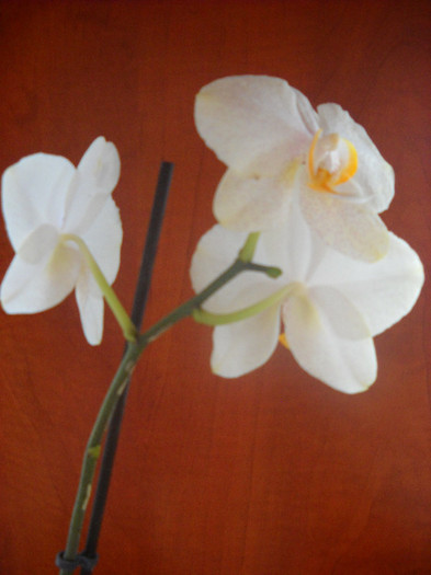 9 Septembrie - 2012- Orhideea
