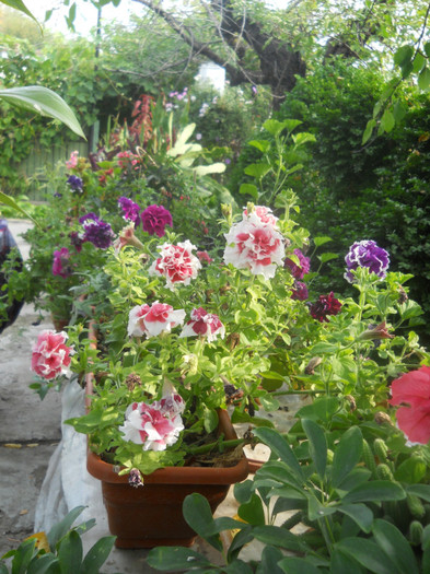 DSCN3422