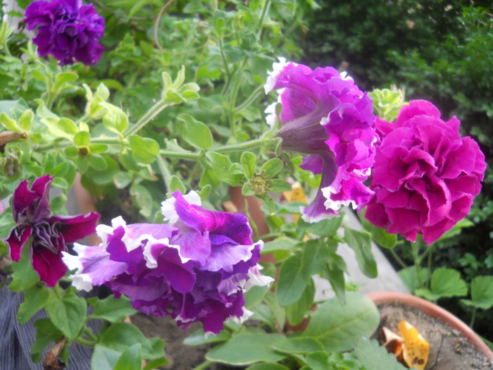 DSCN3424
