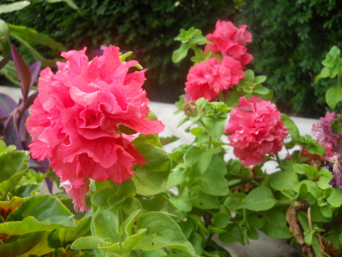 DSCN3425