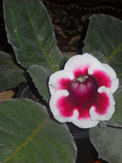 16 sept. - 1GLOXINIA-2012