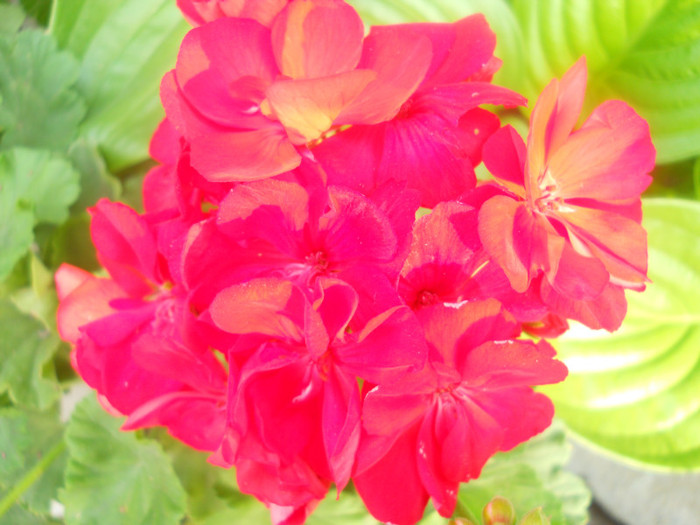 DSCN3429