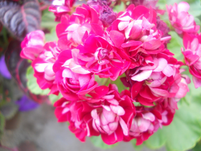 DSCN3436