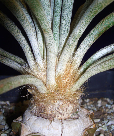 Astrophytum caput medusae