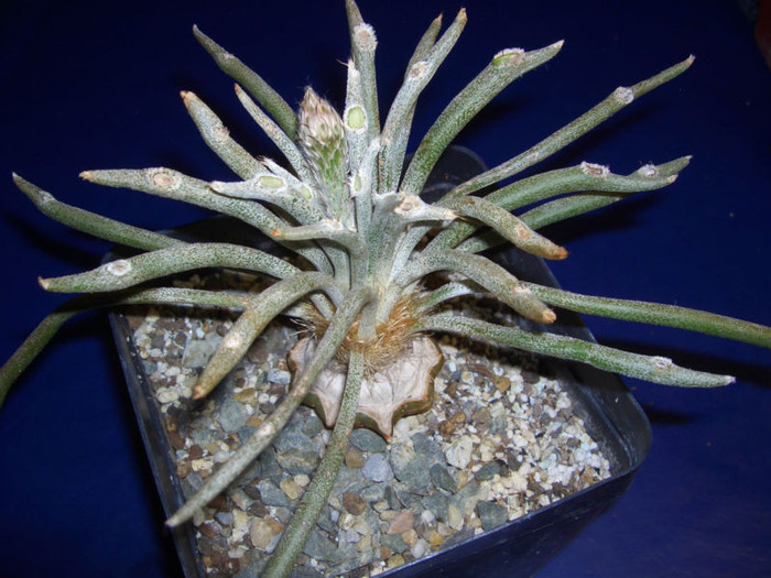 Astrophytum caput medusae - Dorinte