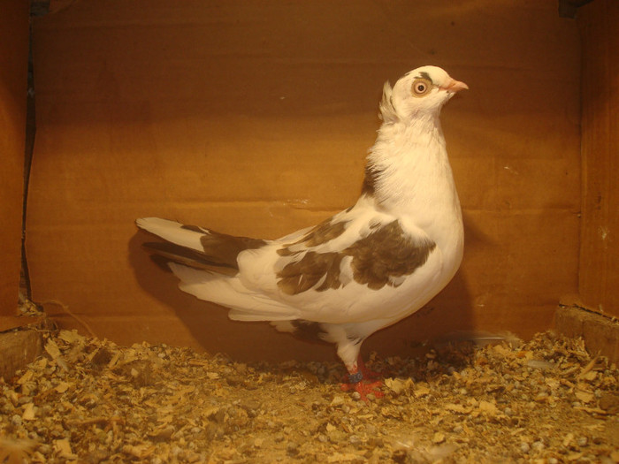 Data in Campeni la Sturza - D- Porumbei JUCATORI DE GALATI VANDUTI Album 1