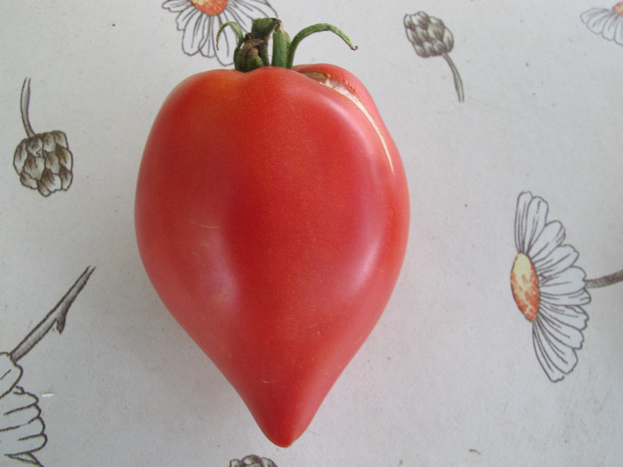 Anna Russian - Tomate 2012