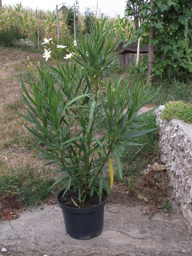 Leandru-tufa - Diverse plante