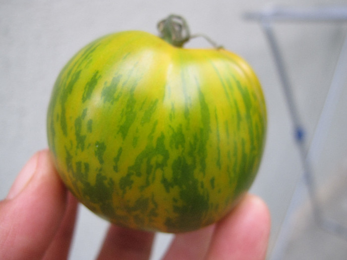 Tomata GREEN ZEBRA1 - Tomate 2012