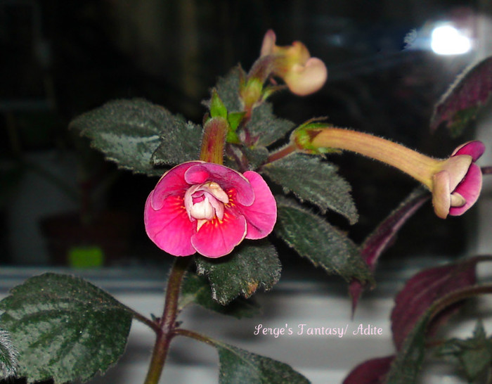  - Achimenes 3