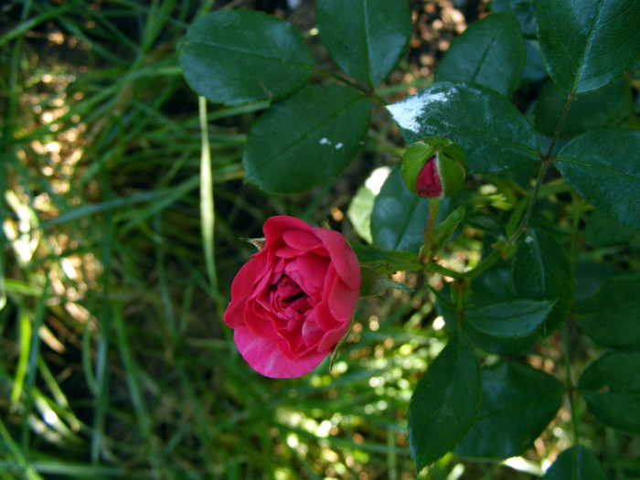 Pink Traumland