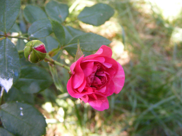 Pink Traumland