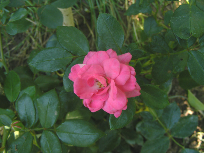 Pink Traumland