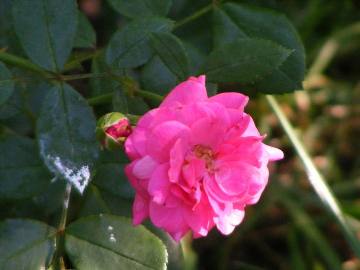 Pink Traumland