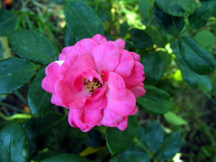 Pink Traumland