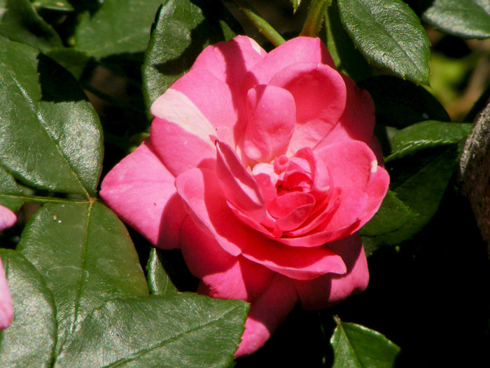 Pink Traumland