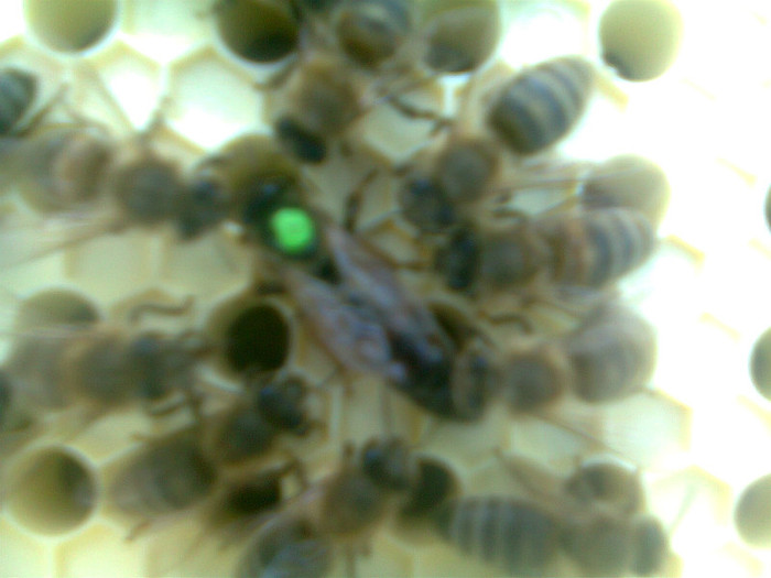 Fotografie0136 - 2012