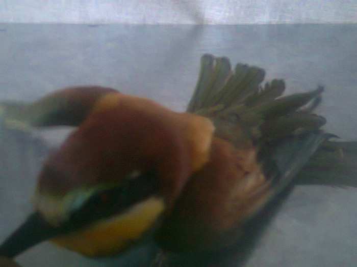 Fotografie0144 - 2012