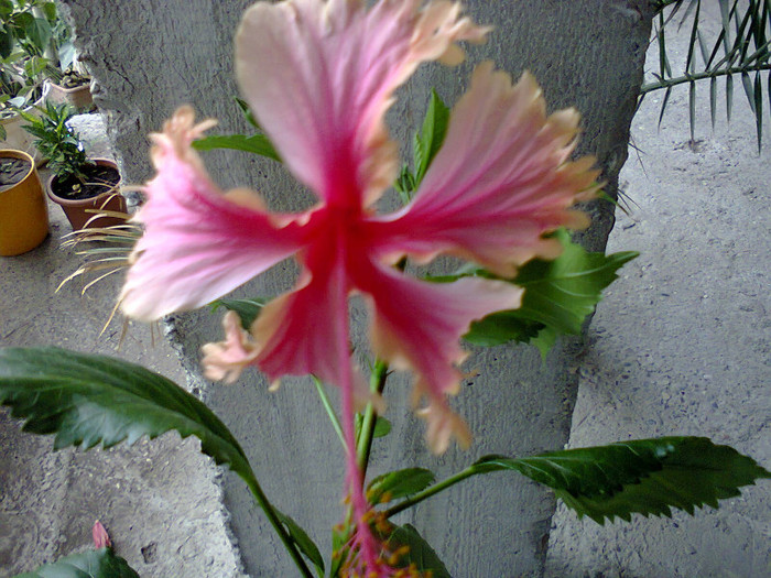 Fotografie0264 - hibiscusi-2012-1