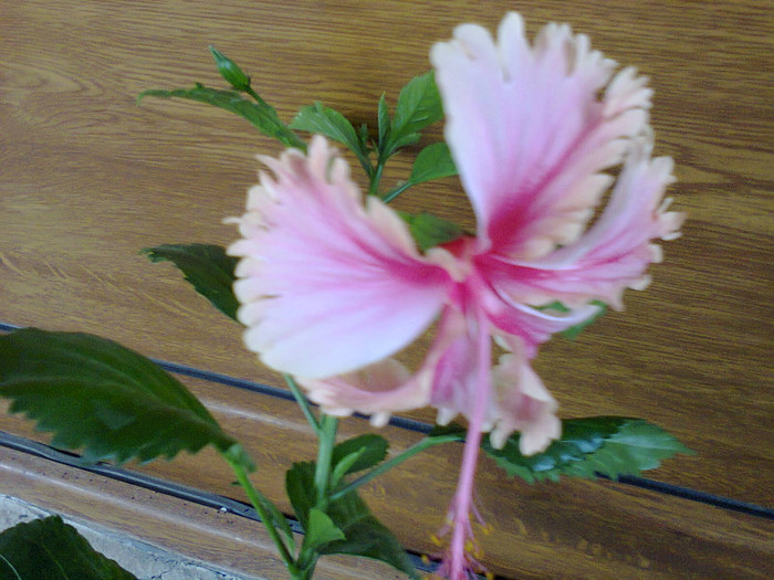 HAWAIAN SOLMON - hibiscusi-2012-1