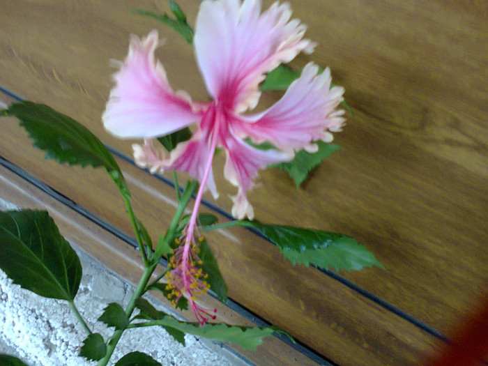 Fotografie0267 - hibiscusi-2012-1