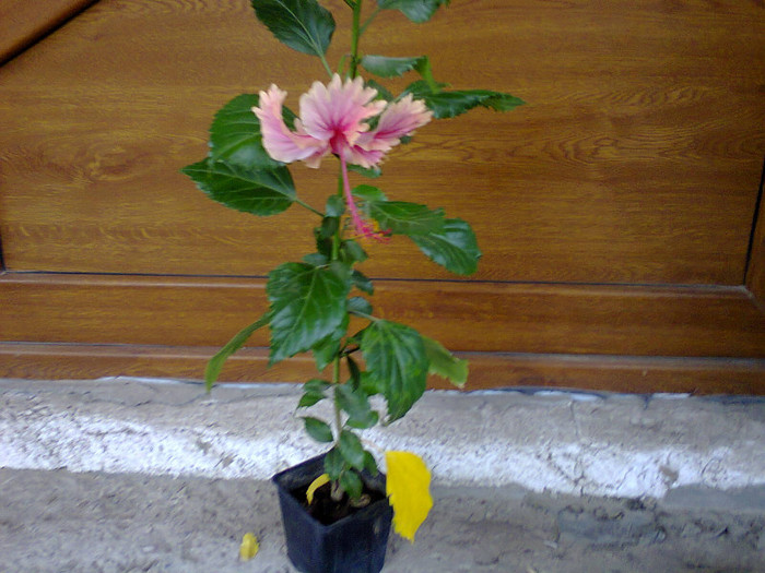 Fotografie0268 - hibiscusi-2012-1