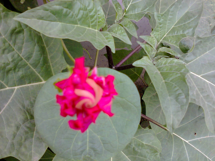 ipomea sunrise serenade