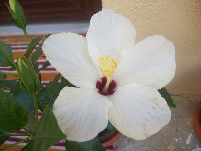 100_3910 - hibiscus