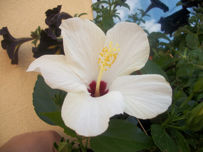 100_3917 - hibiscus