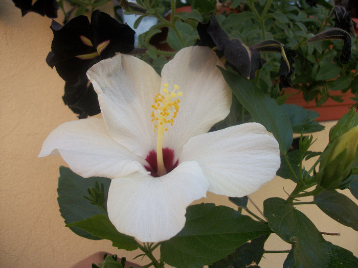 100_3918 - hibiscus