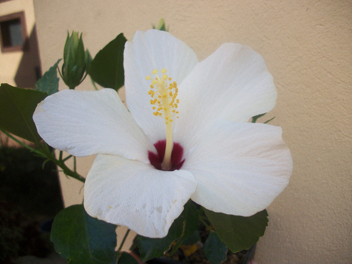 100_3920 - hibiscus