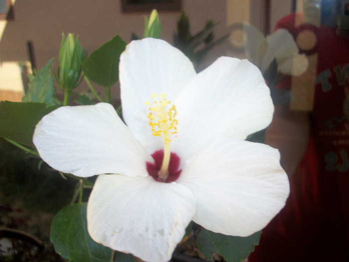 100_3922 - hibiscus