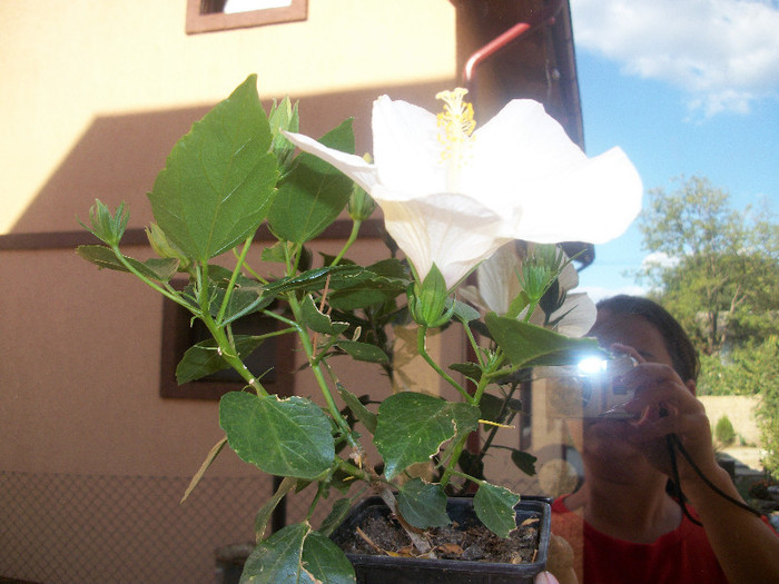 100_3923 - hibiscus