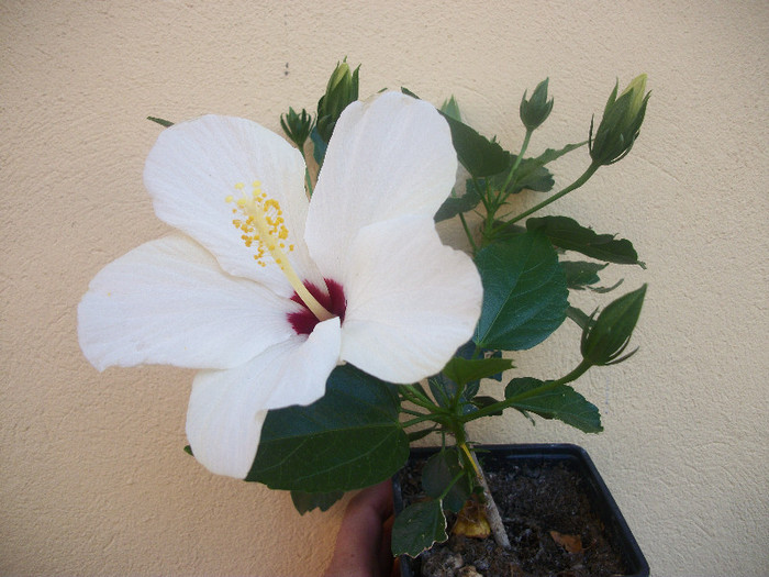100_3924 - hibiscus