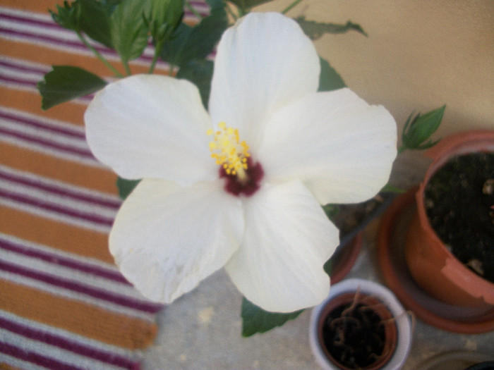 100_3925 - hibiscus