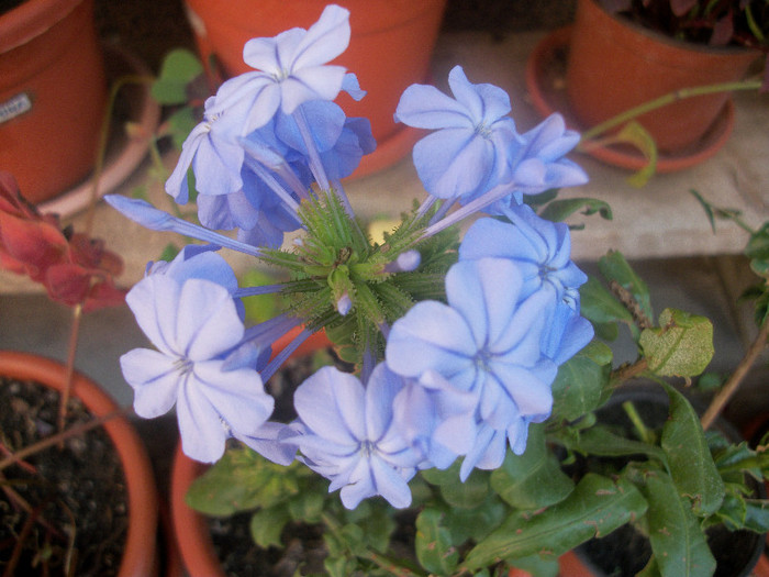 100_3926 - plumbago