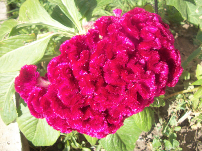 100_3956 - celosia 2012