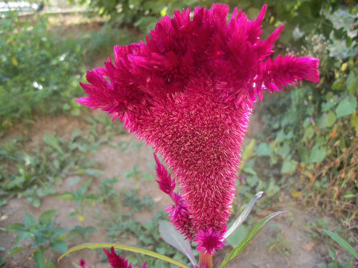 100_3973 - celosia 2012