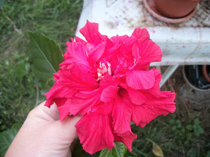 100_3654 - hibiscus