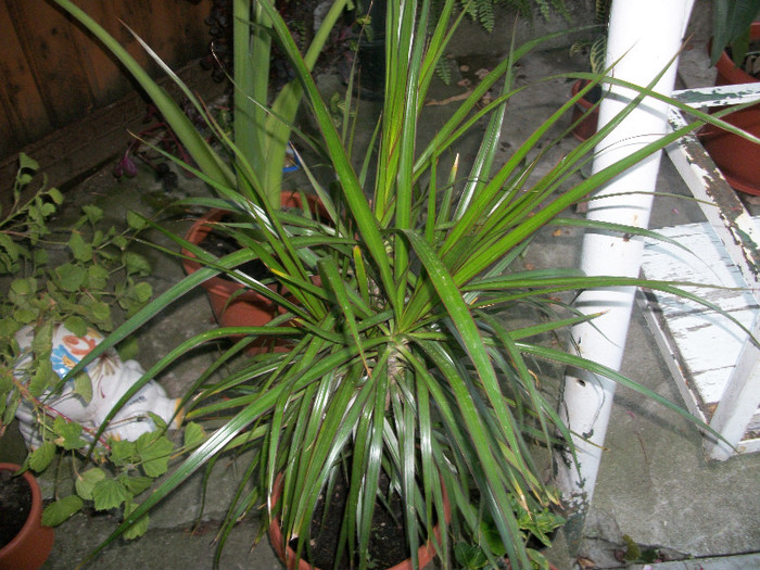 100_3671 - dracaena