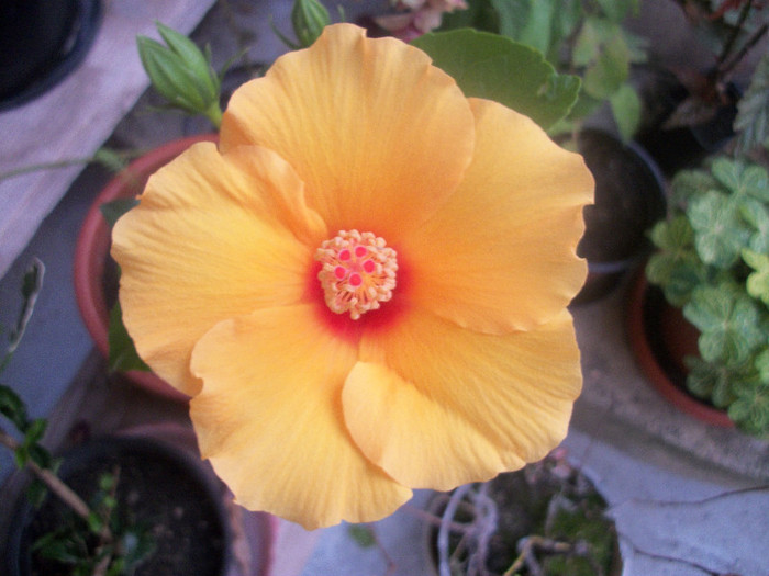 100_4100 - hibiscus