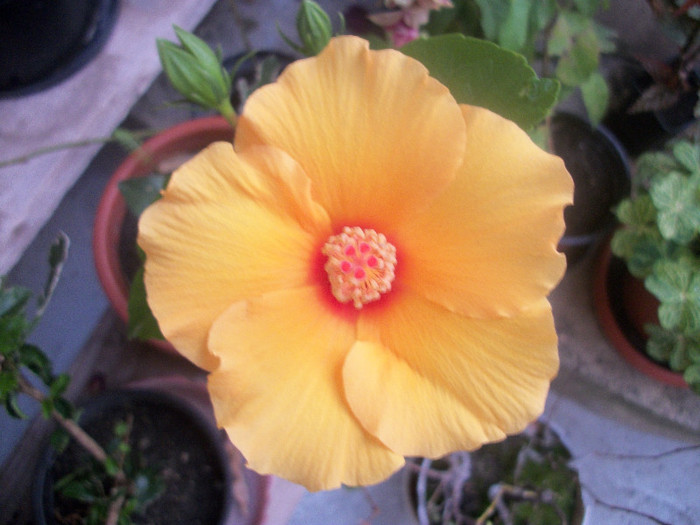 100_4101 - hibiscus