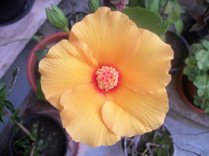 100_4102 - hibiscus