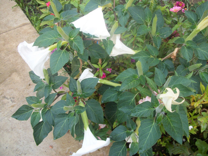 100_4103 - datura 2012